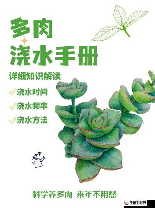 皇家共享小公主多肉怎么养：养护技巧大放送