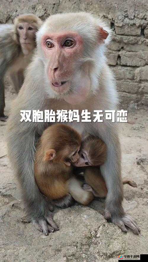 女生与男生携手生猴猴的奇妙之旅