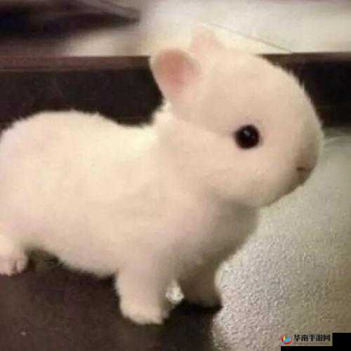 尺寸 1v1 长耳朵的兔子:萌态尽显惹人爱