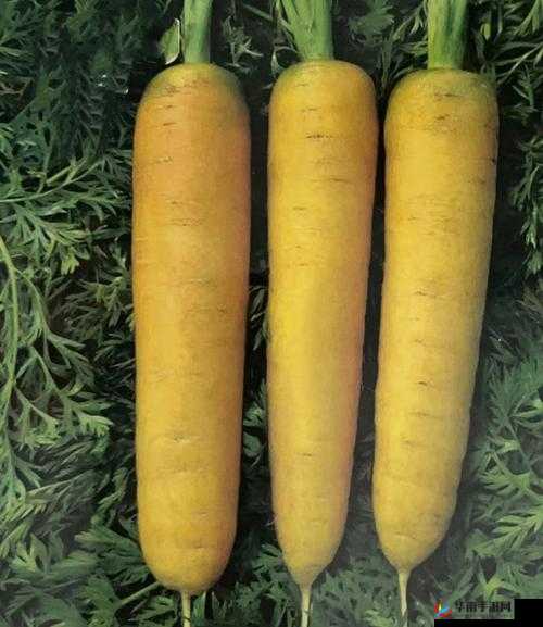 萝卜黄 9.1：相关介绍