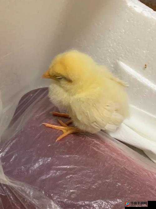 我里小鸡硬邦邦前一句怎么说：究竟是什么