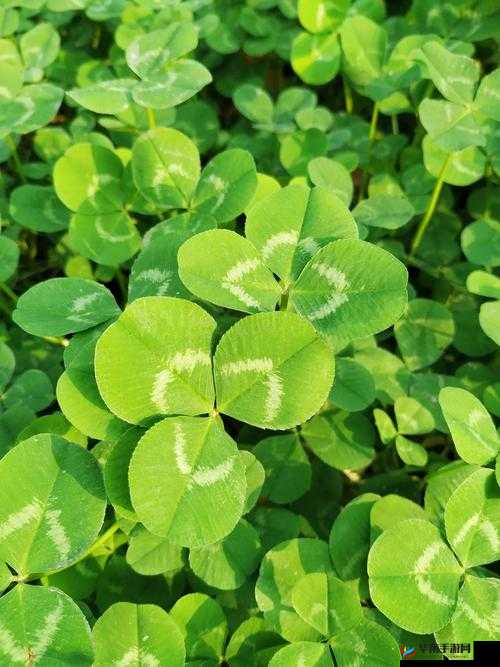 三叶草 gy3251：独特魅力的展现