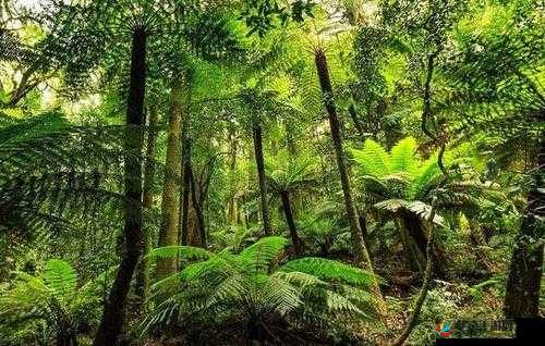 让我探索你的茂盛丛林：热带雨林探险
