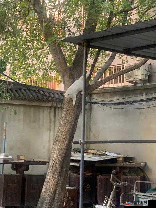 探秘淑芬大白屁股：挺进背后的故事