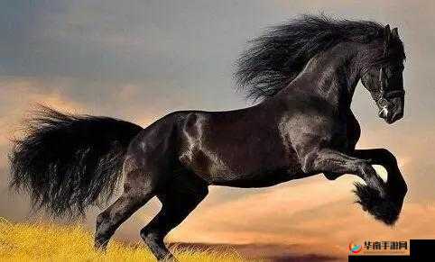 真国无双8：绝影马的秘密：如何获得这匹无双战马？