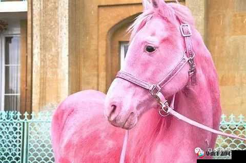 塞尔达传说中那迷人粉色马究竟藏身于何处等待你的发现