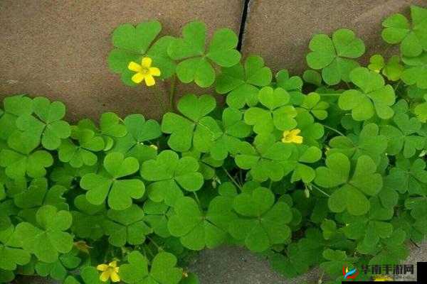 三叶草 gy3251：独特的存在