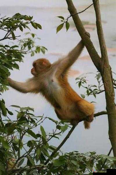 二人生猴子在线观看：精彩不容错过