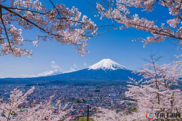 XXXX 日本：独特的文化之旅