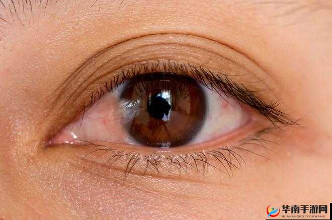 穿越至胬肉系统的奇妙之旅