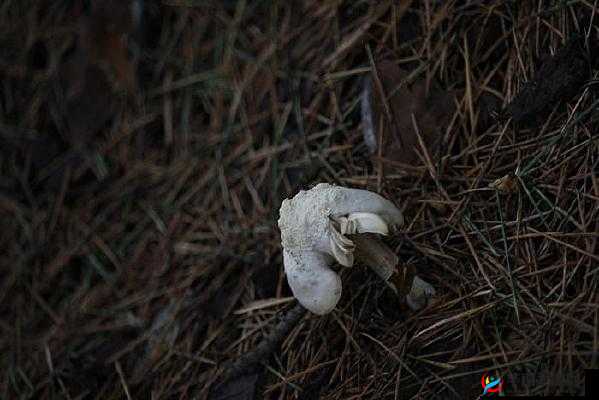 黑色的很粗很大的蘑菇头：独特的菌类奇观