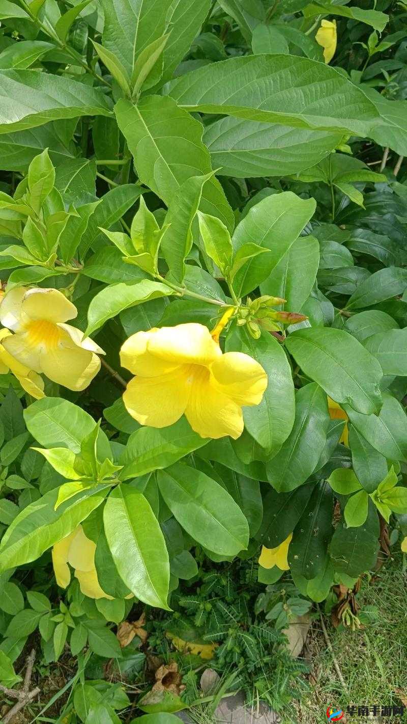 黄免哥：珍稀物种的保护与研究