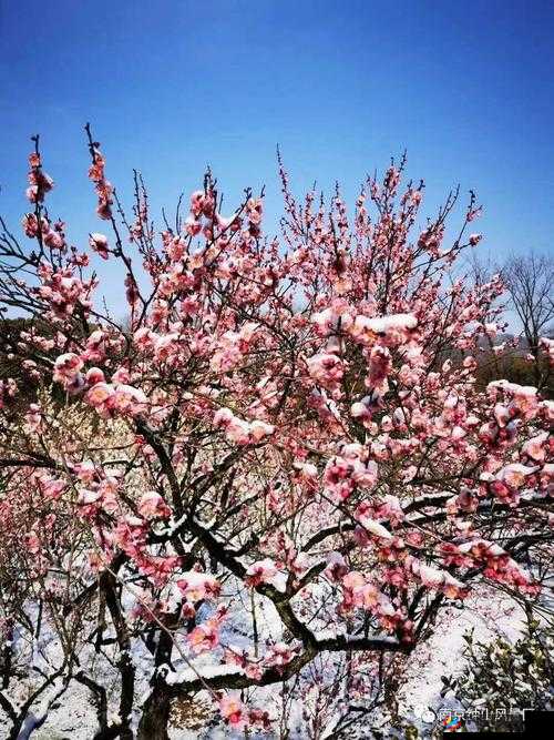 畅游王者峡谷,共赏梅花山雪,体验别样休闲时光