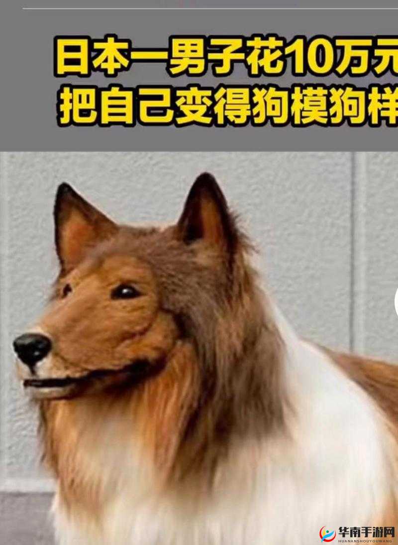 日本 mindup 狗与普通版对比分析