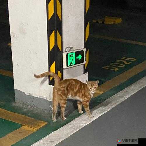 设计自己初次给七个流浪车库：温暖的馈赠