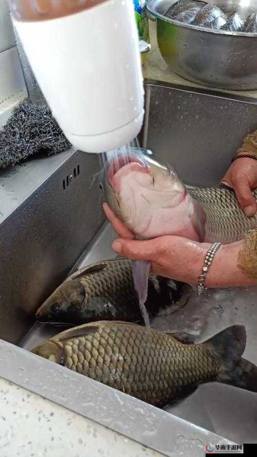 女人绝技鲤鱼喝水:令人惊叹的奇妙表演