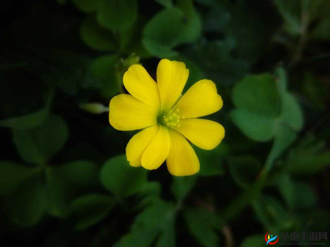 三叶草 gw2419：独特魅力的植物品种