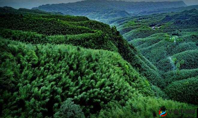 中国老年森林交易市场:老年人的绿色交易平台