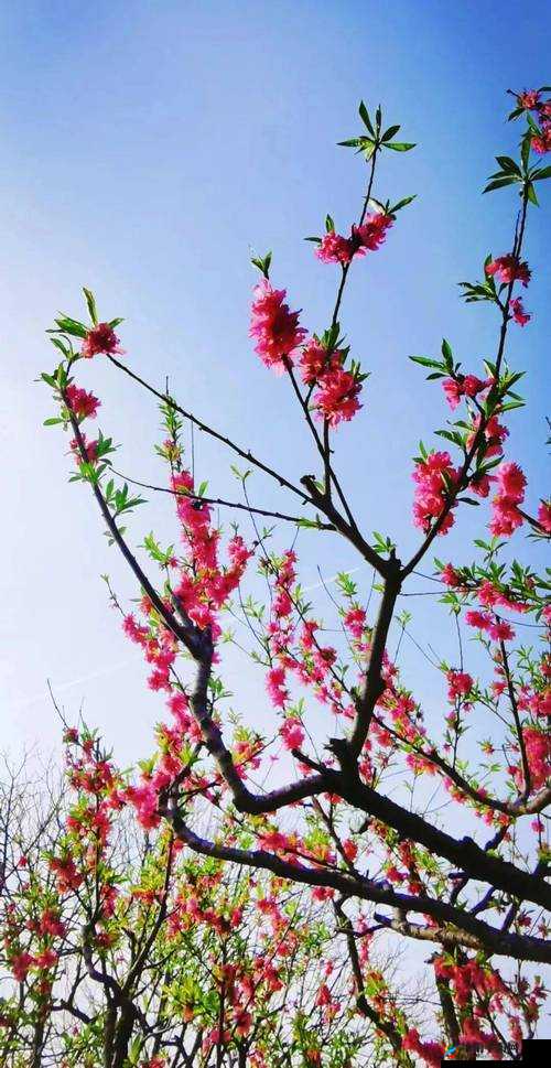 国色天香桃花朵朵开：桃花盛开，惊艳时光