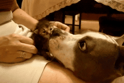 舔舔下面，别样的奇妙体验