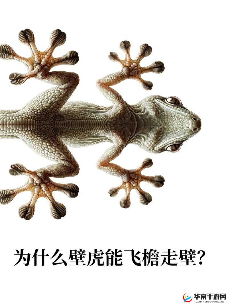 密室逃脱 19：寻找消失的壁虎