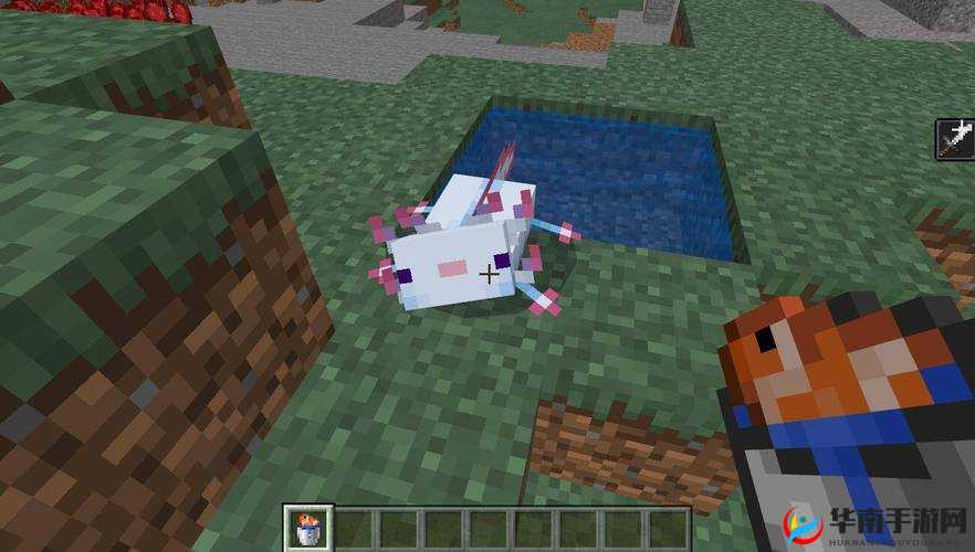 我的世界：美西螈怎么驯服？美西螈生成位置及驯服方法大揭秘