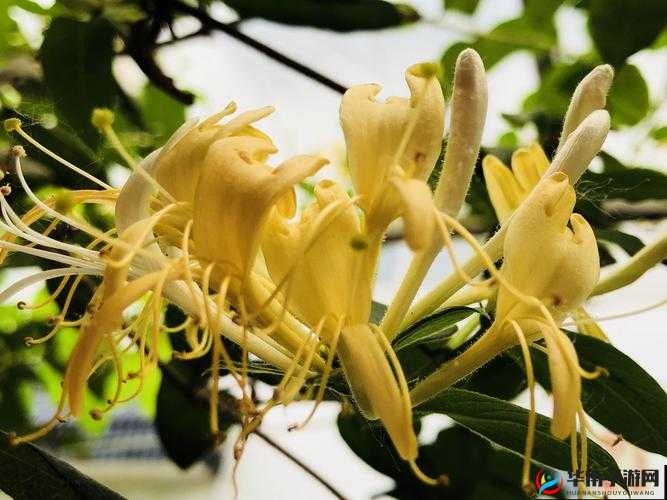 银色器物 TXL 金银花：材质特点解析