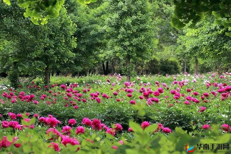 香软玉滑（林芍药）：绝世佳人