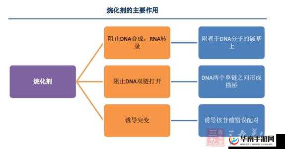 王战传说药物详细说明 全方位解读其成分功效与使用注意事项