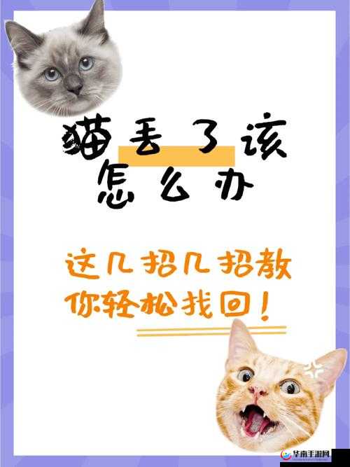 猫咪找不到了怎么办？教你快速寻回妙招