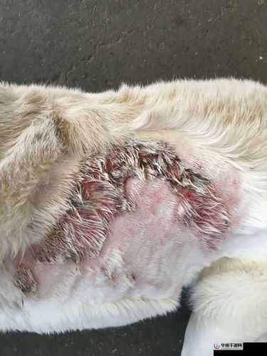 狗狗之物又硬又烫的奇特现象