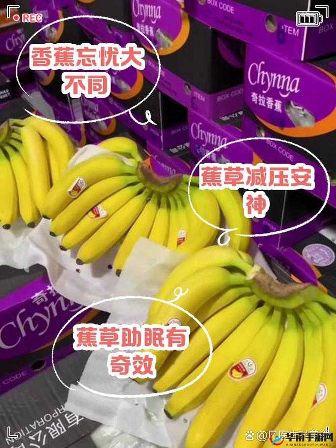 香蕉与忘忧草区别：一果一草特性各异