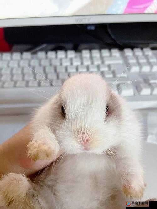 小兔兔被咬时的感觉究竟是怎样的
