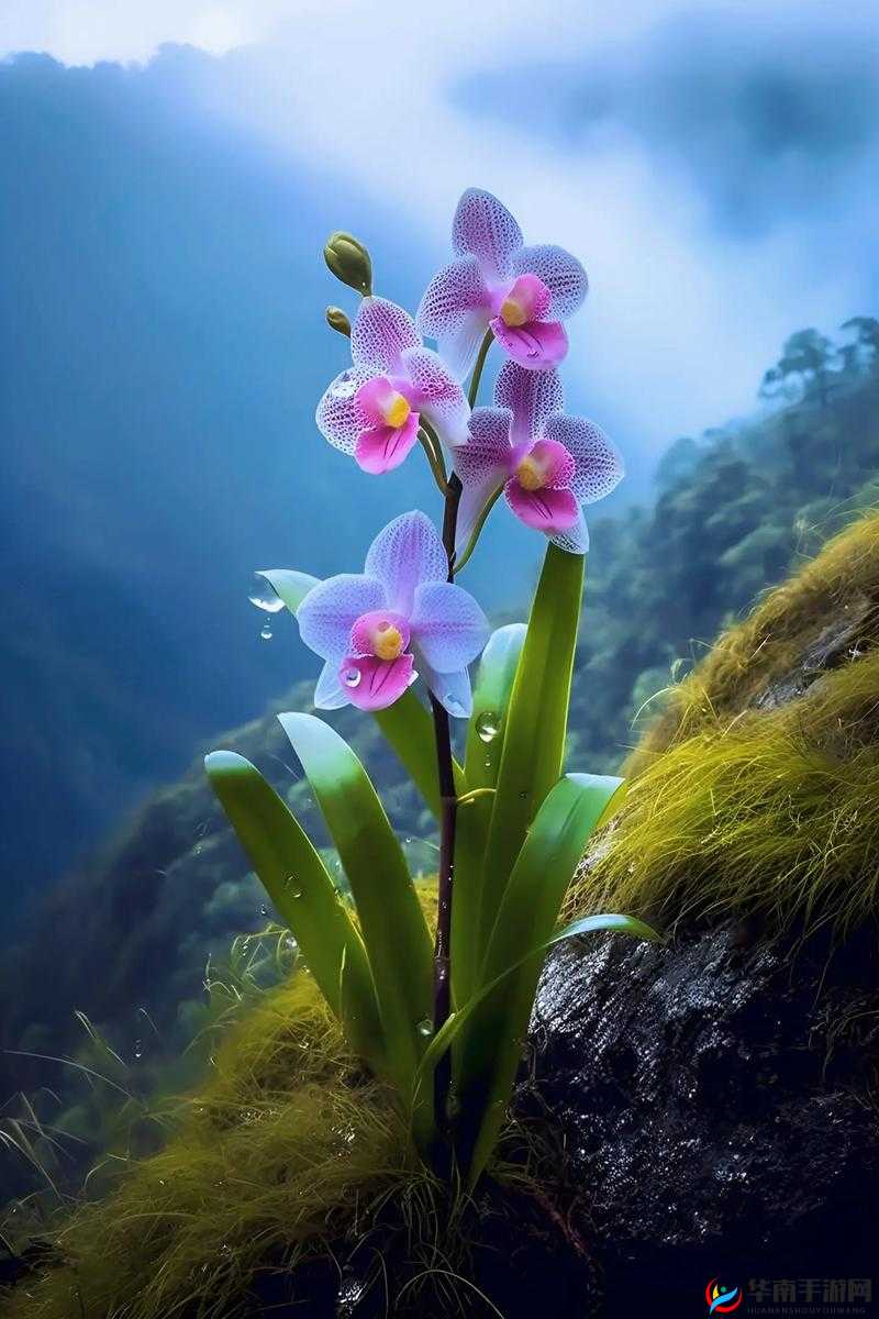 震撼心灵的王者啊片尾曲悬崖之花歌词深度解析