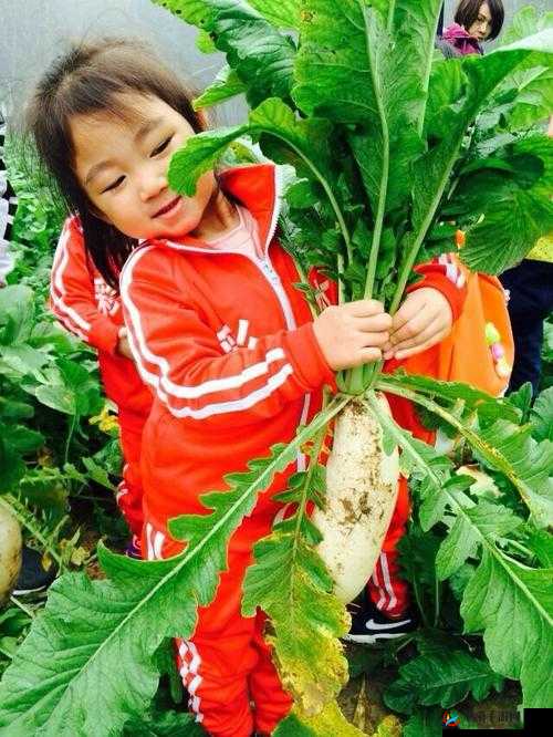 拔萝卜痛又降黄9.1发出声音：真神奇