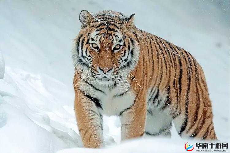 4 虎 CVT4WD，四驱猛兽，征服每一段路