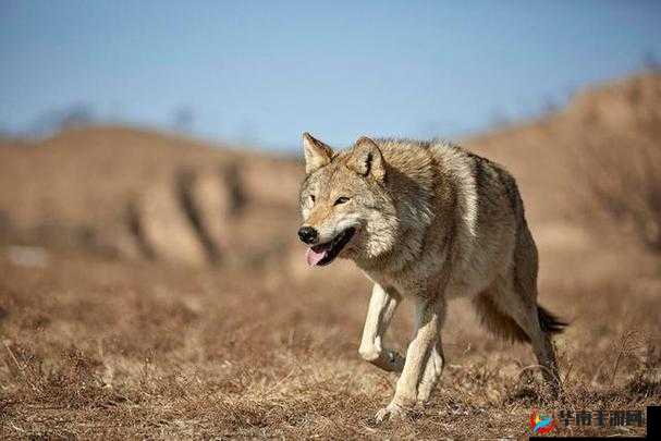 老狼在无人区的表现：孤独求生