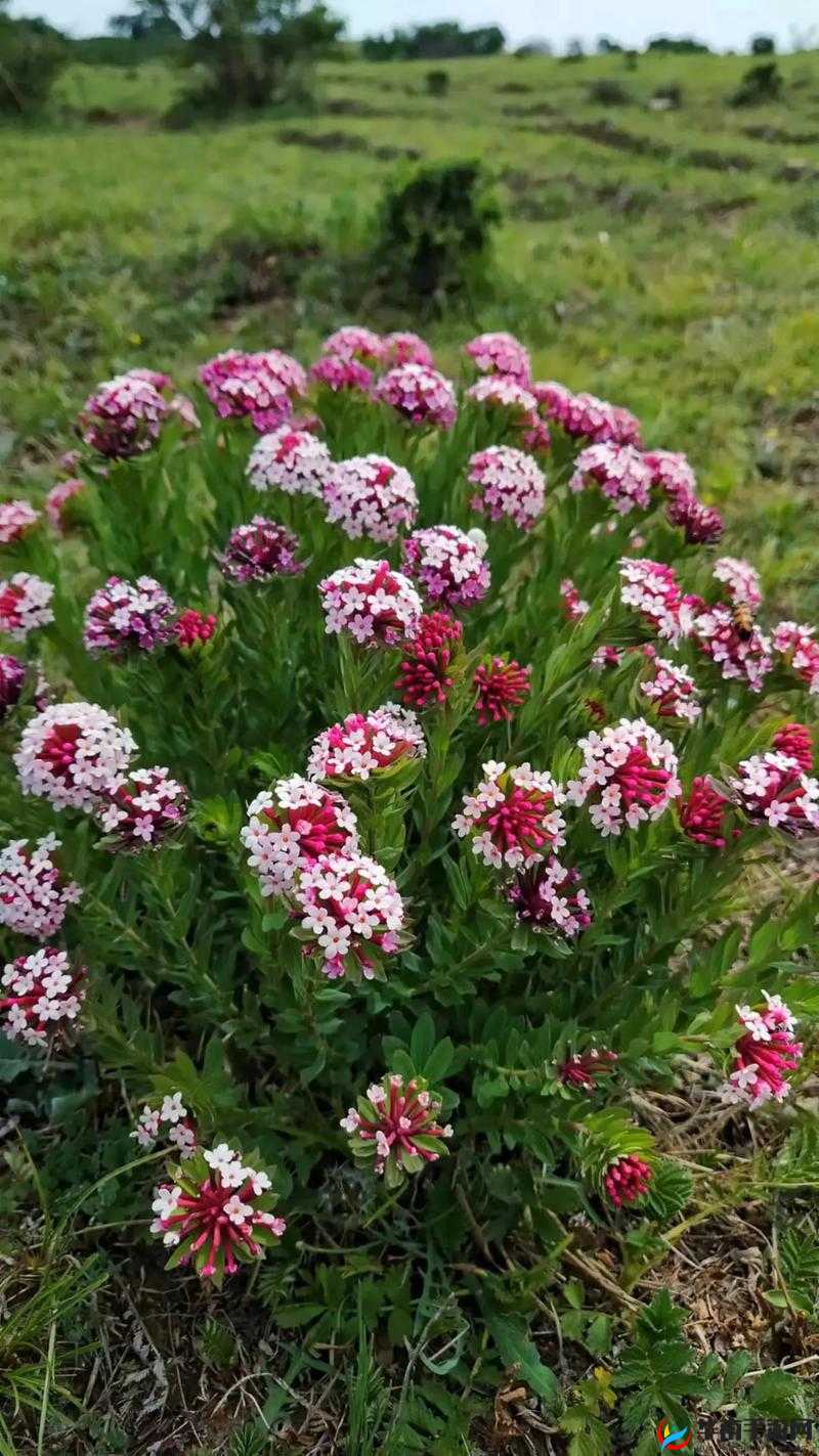 红桃国际一起草的毒性有多强：深度解析