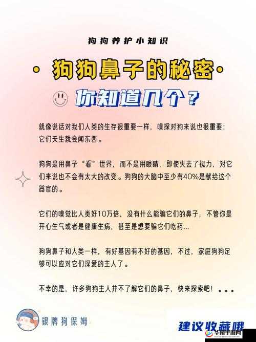 肉食教师食取报告 3HD：揭秘背后的秘密