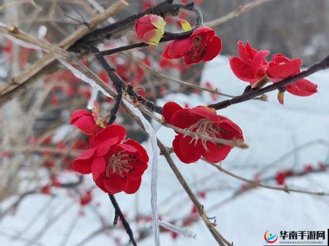 寒冰射手攻略全新上线啦 别再犹豫快来尽情体验吧