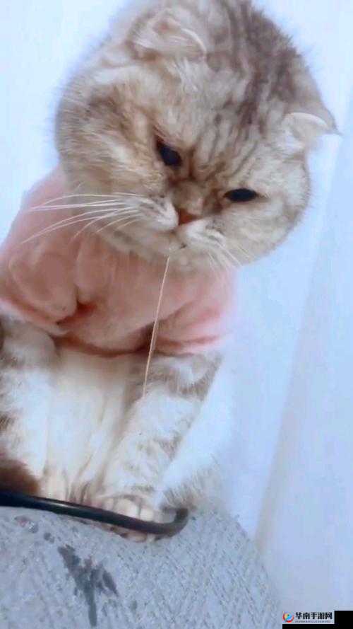 火箭少女翻白眼流眼泪流口水超搞笑画面