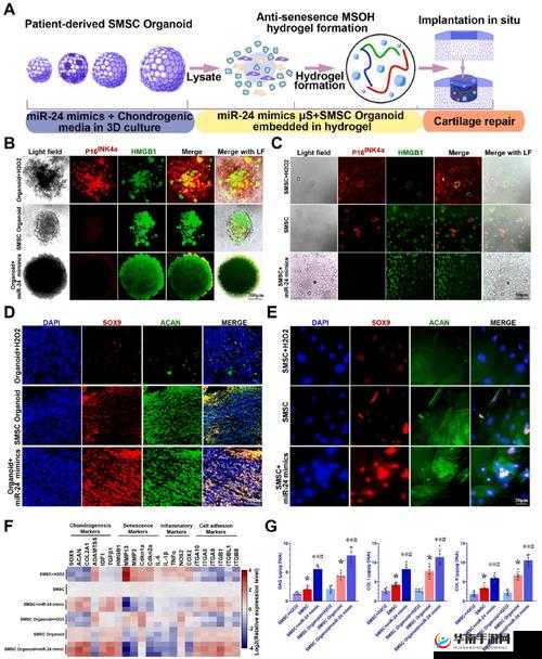 rnascope 原位杂交技术的应用与发展