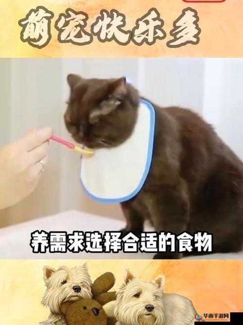 全民奇趣揭秘：喵萌萌之谜解析