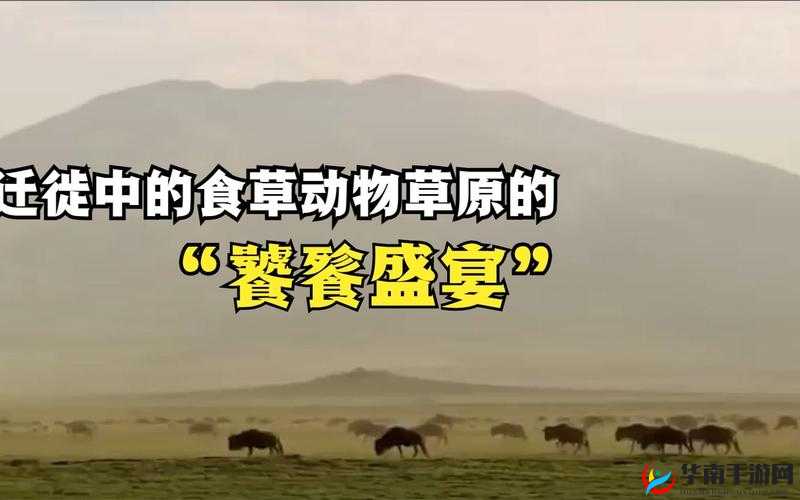 丛林法则:肉食草食动物选哪个更有趣