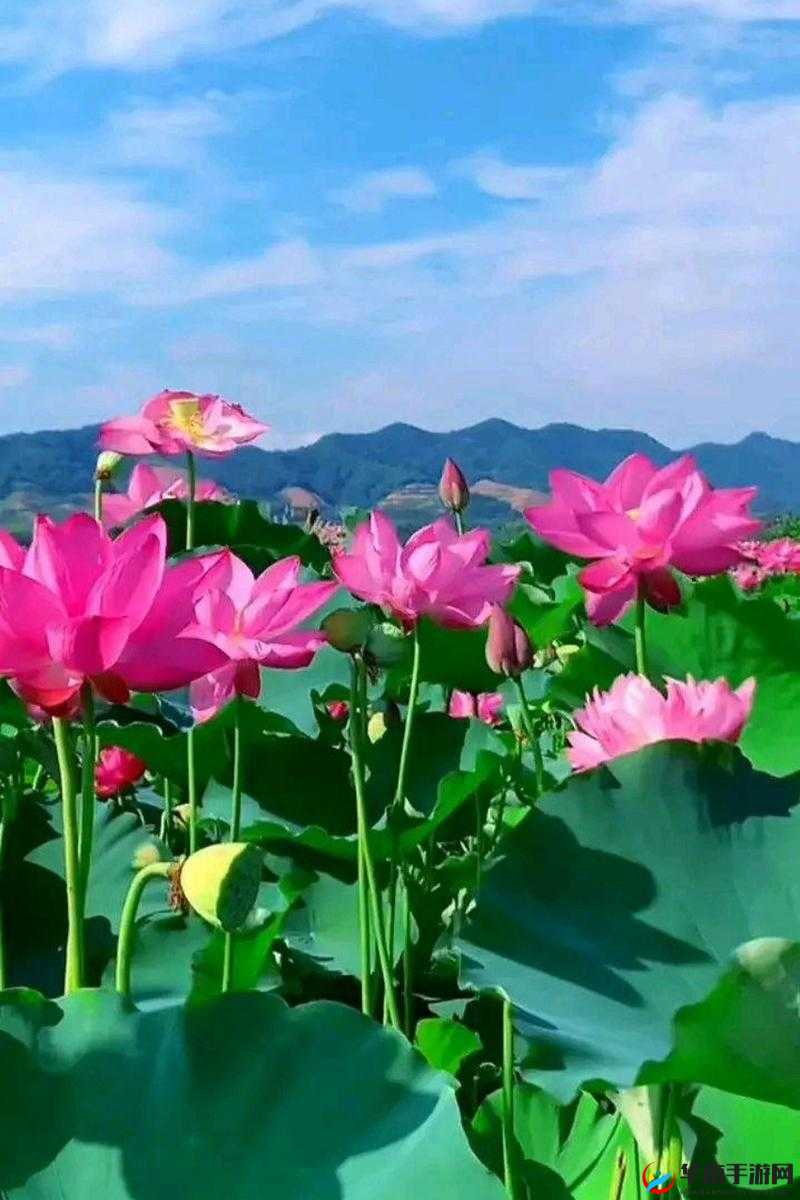 两瓣红莲今夜开一池碧水盼君浴:相思情浓待君来