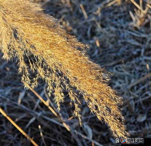 老狼老狼：芦苇，芭蕉