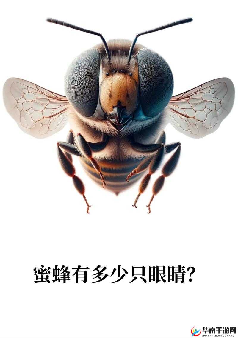 采蜜 1V.1H：探索未知的甜蜜之旅