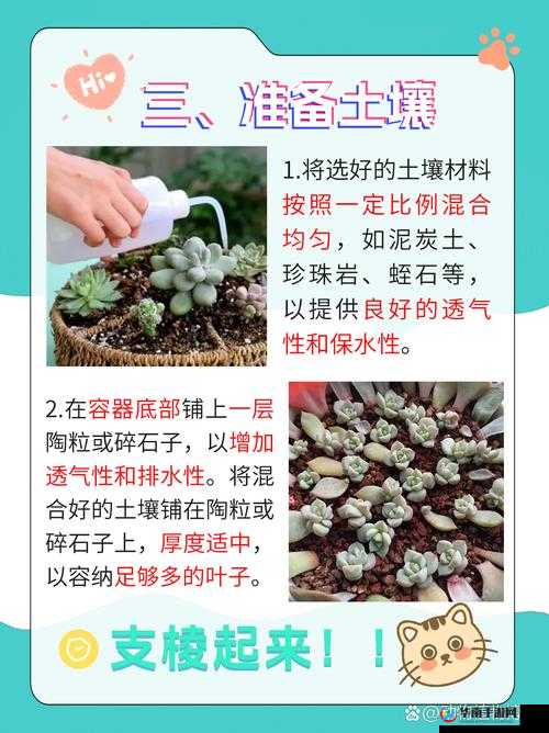 玉缀多肉能叶插：繁殖方法介绍