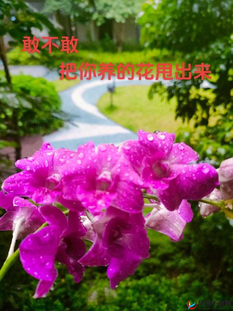 优质 JY 灌溉系统苏软软：浇灌梦想之花