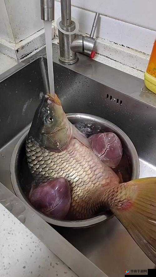 女人绝技:鲤鱼喝水的独特体验